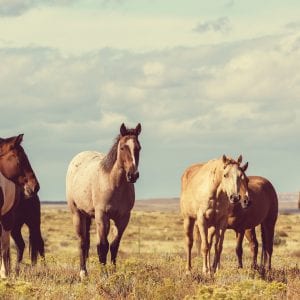 Farmstay Chile